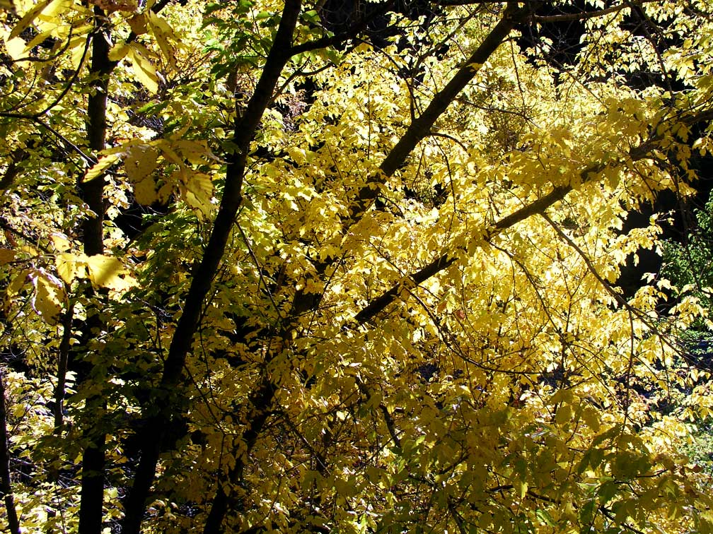 Grizzly Creek Rest Area Fall Color.